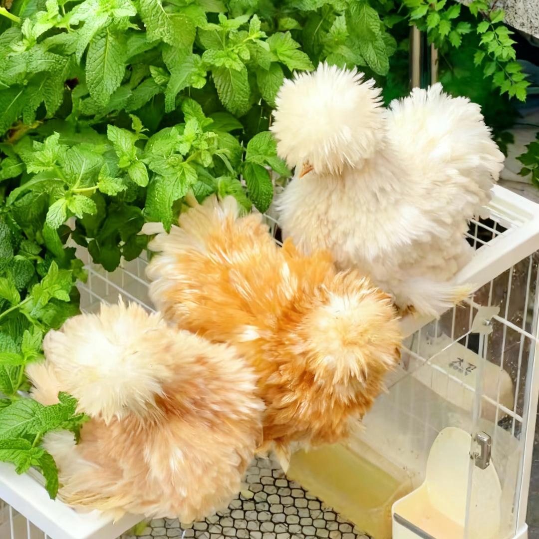 爱孵化的慕紫黎吖🐣