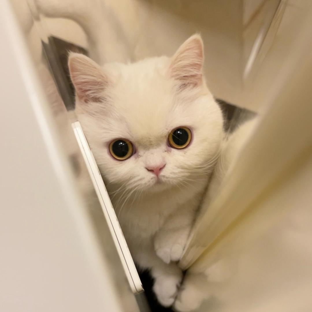 小白猪猪