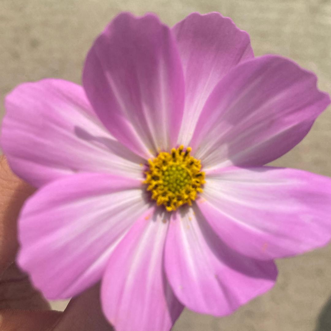 送银杏