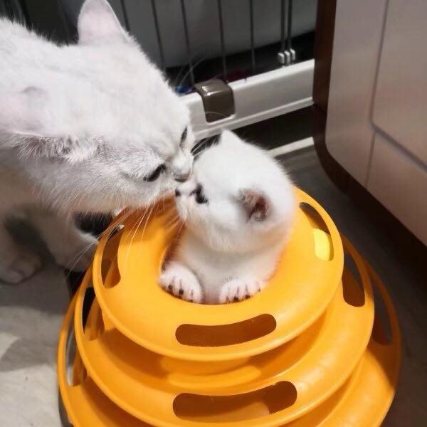 莹莹