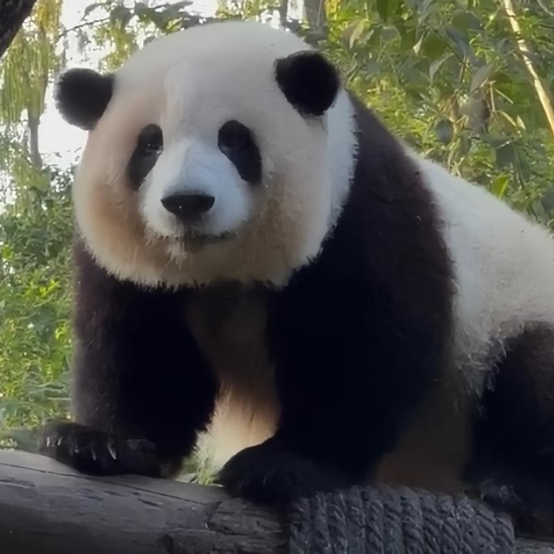 可爱熊猫