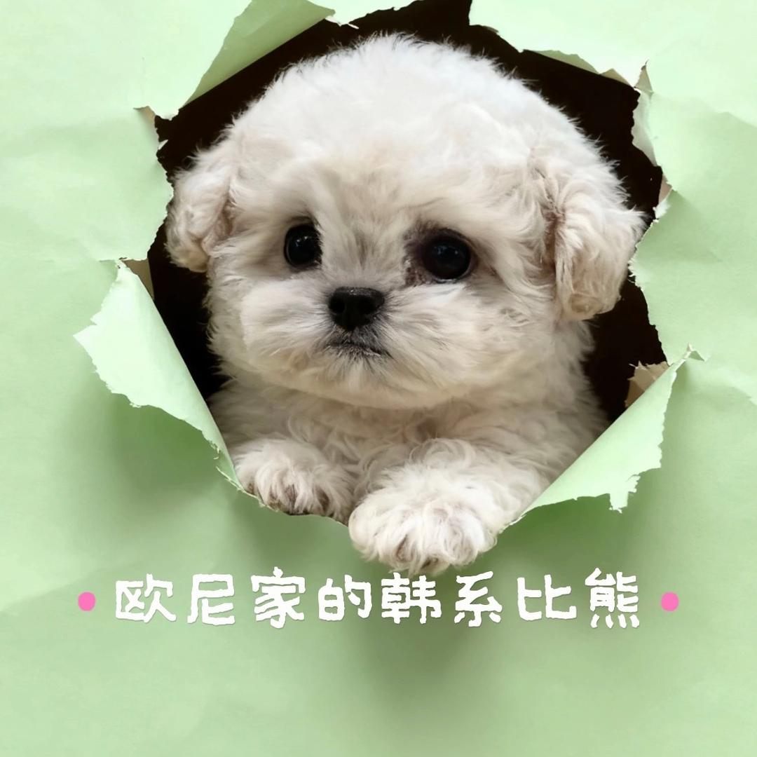 欧尼家的韩系比熊🧸pet💞（通辽）