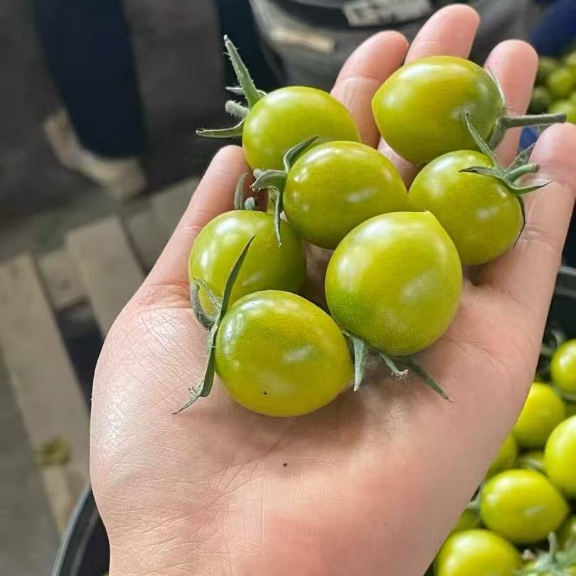 多彩小番茄