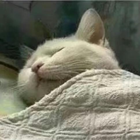 猫猫-neko