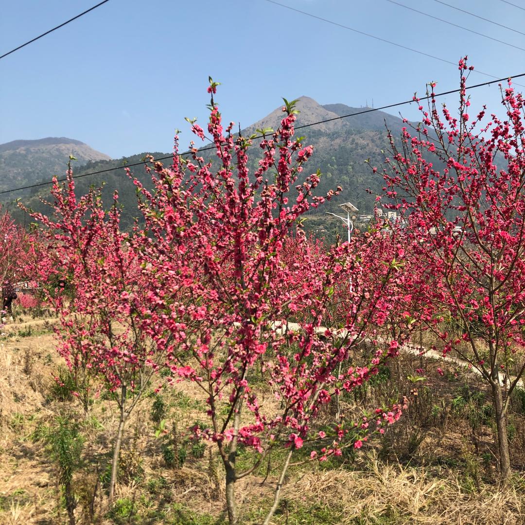 小樱桃