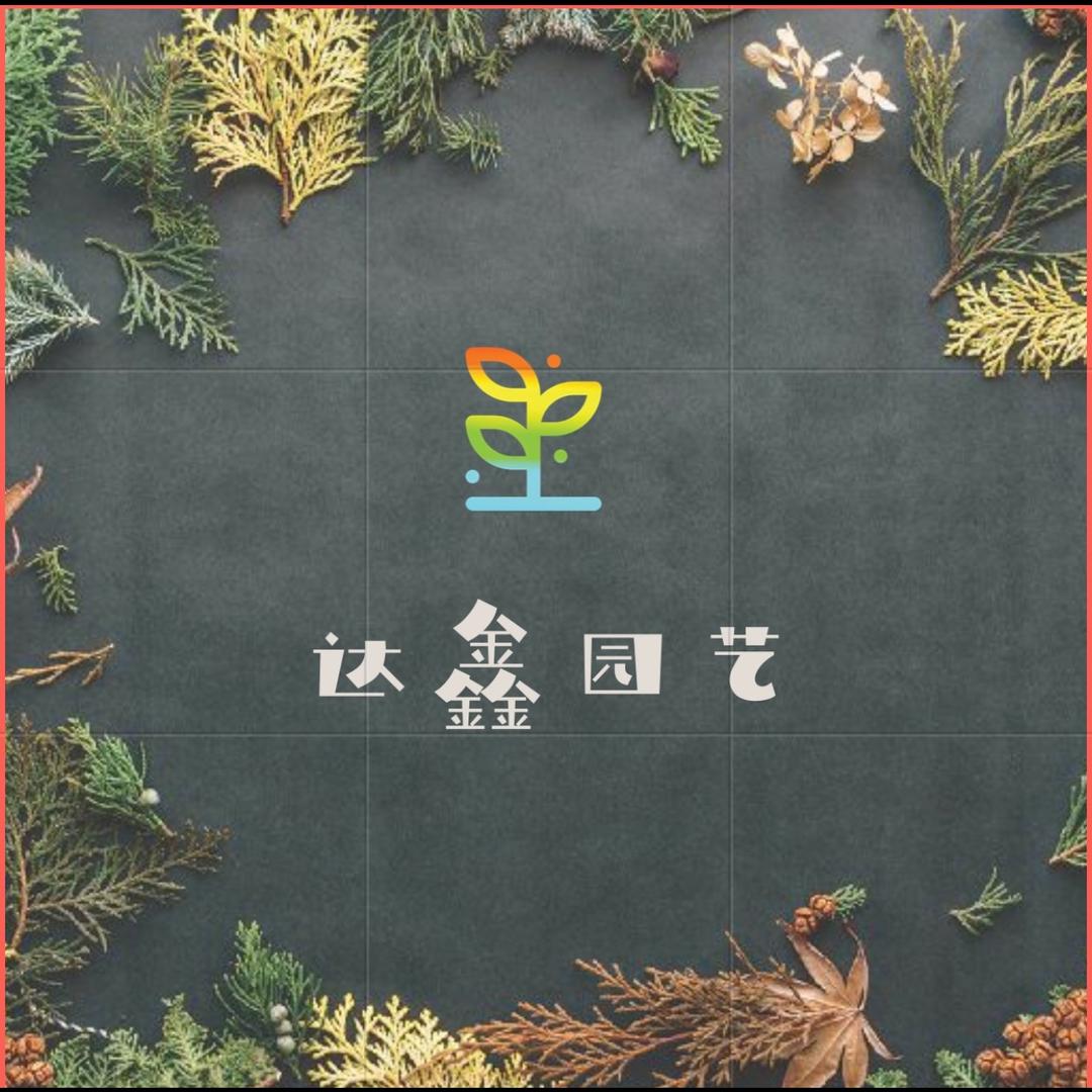 鑫园三角梅