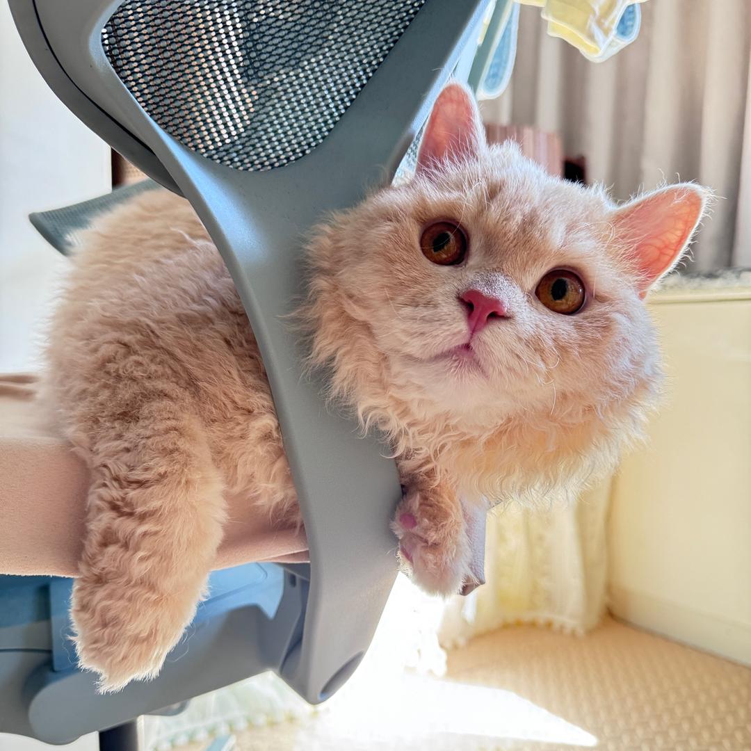 💦小卷儿