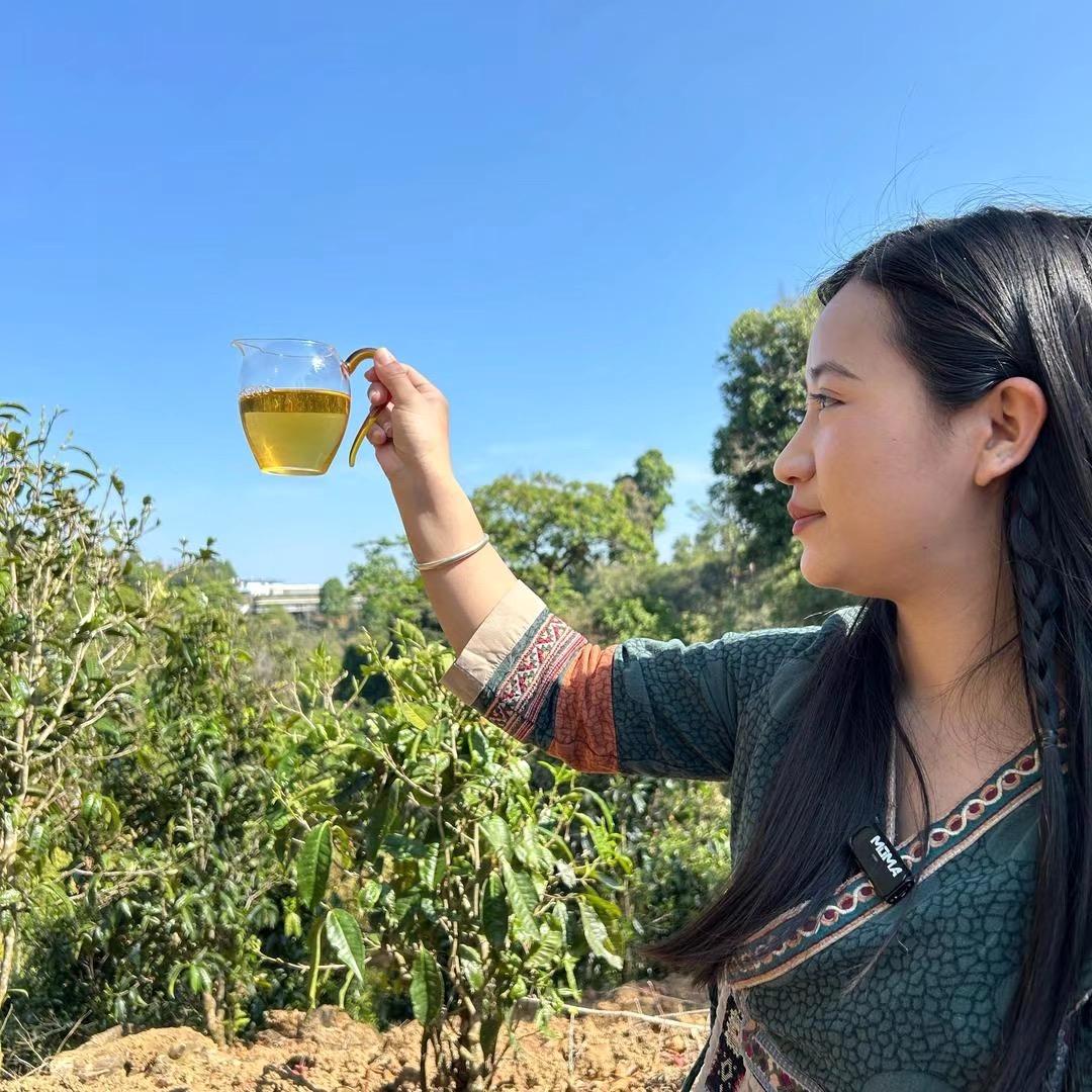 林明号-老班章古树纯料