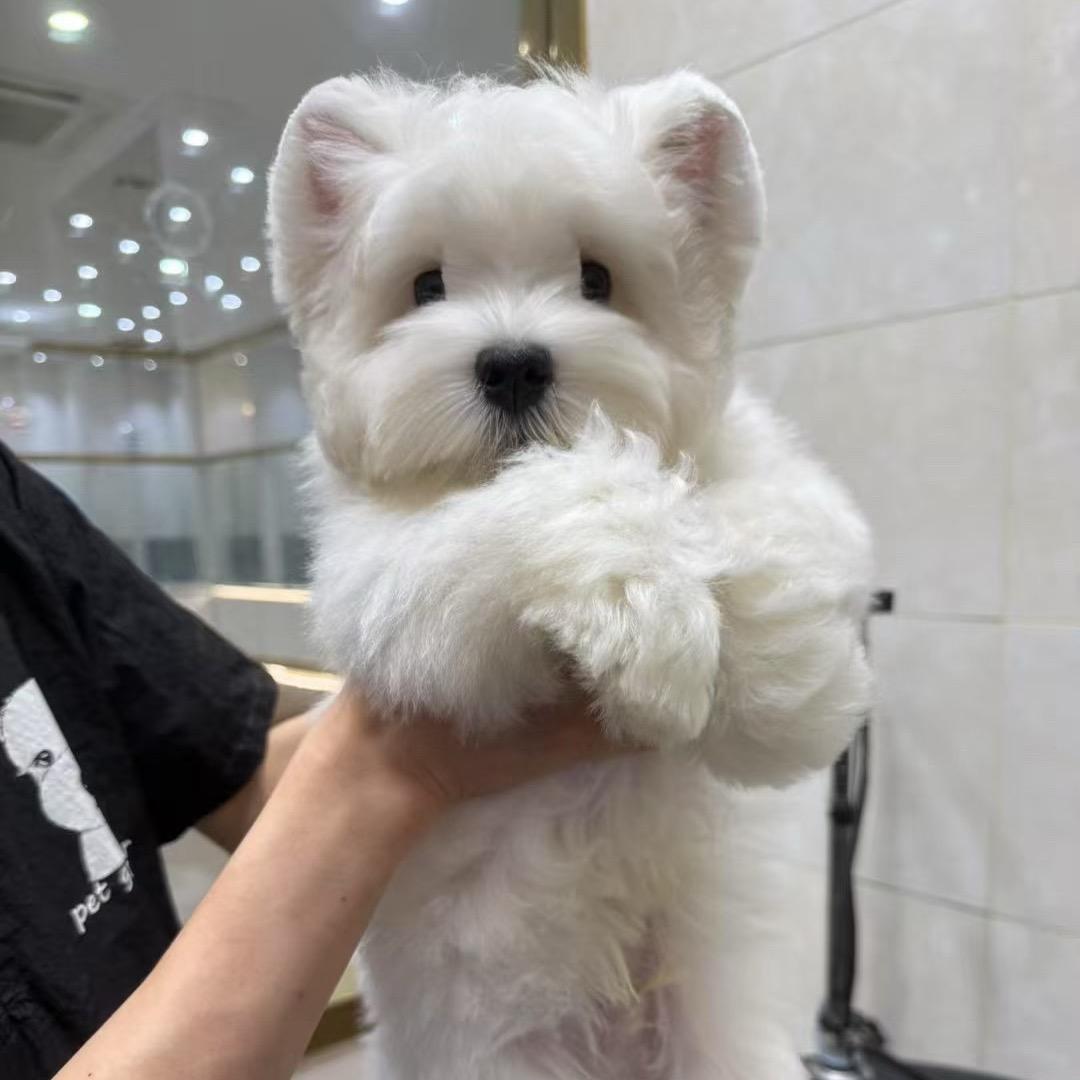 上海沪宠乐园西高地犬舍