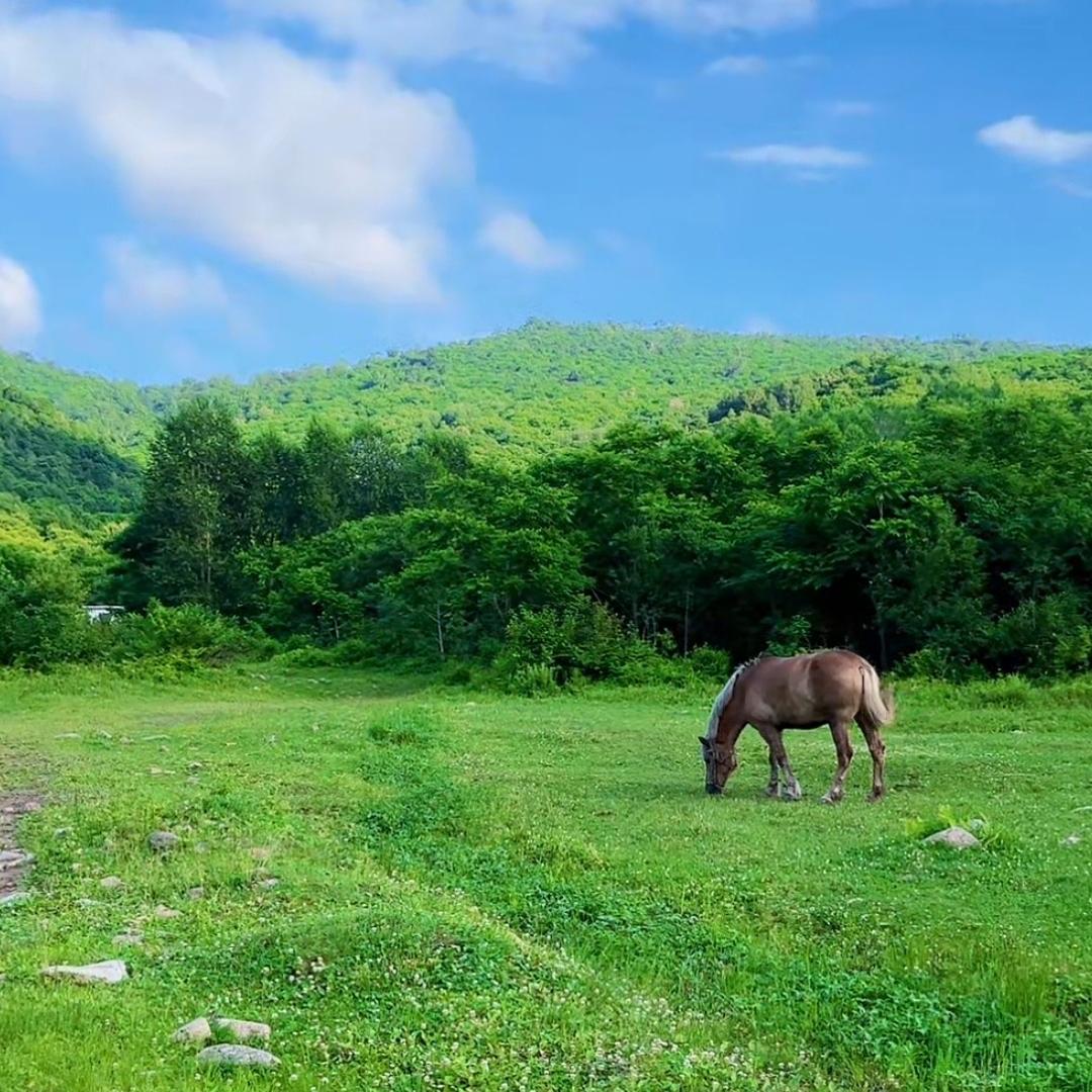 白山北珍东北特产