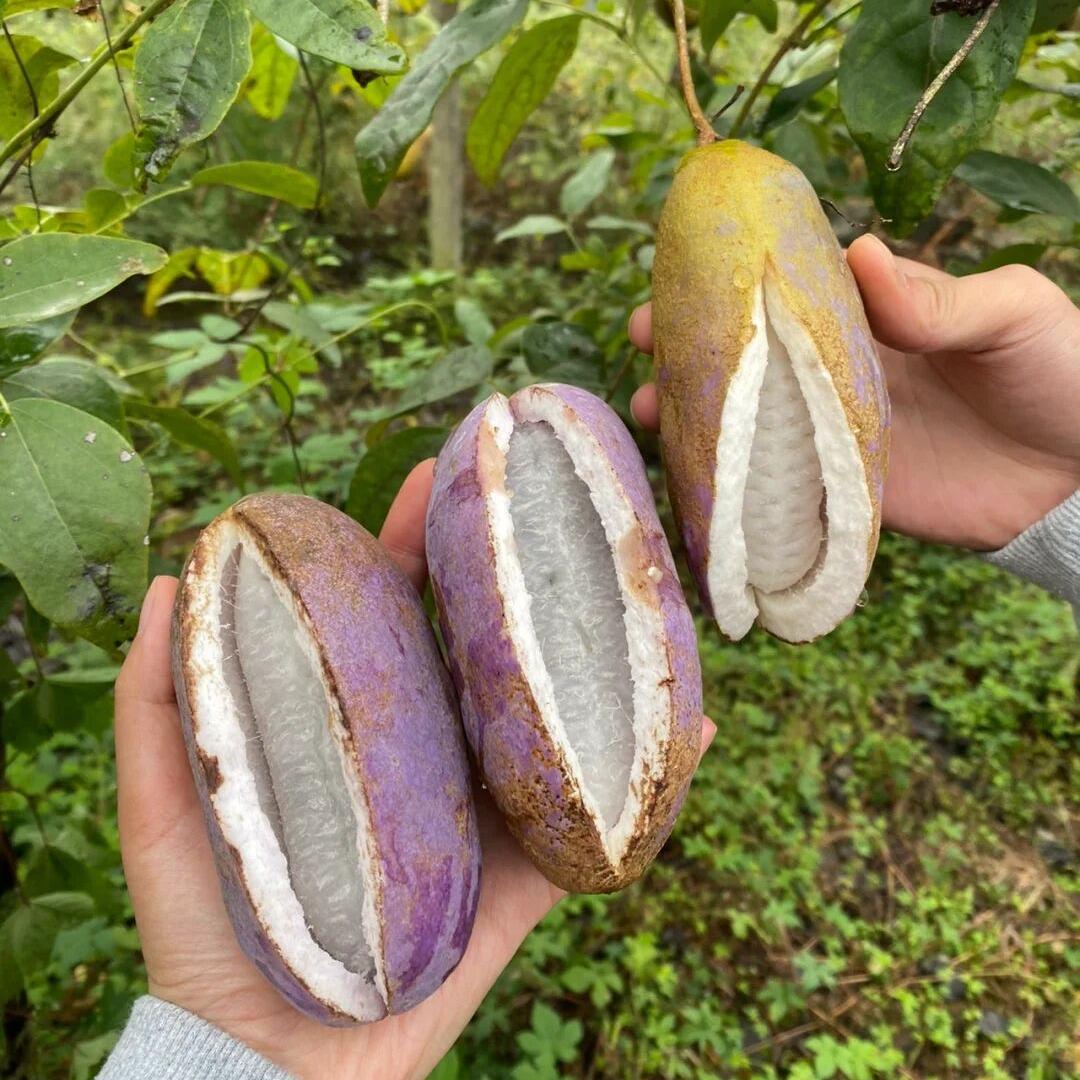 小鱼家鲜果