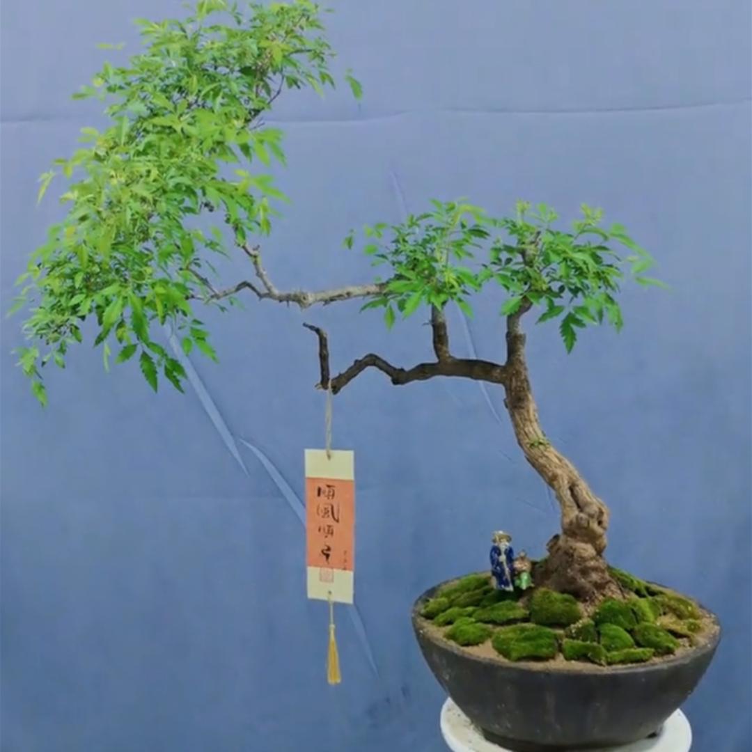 小汤精品花卉