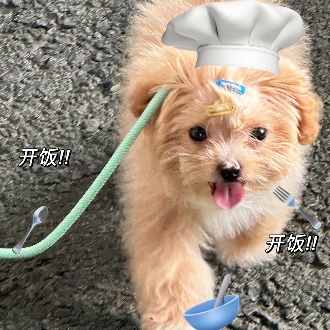 小狗钱钱🐾
