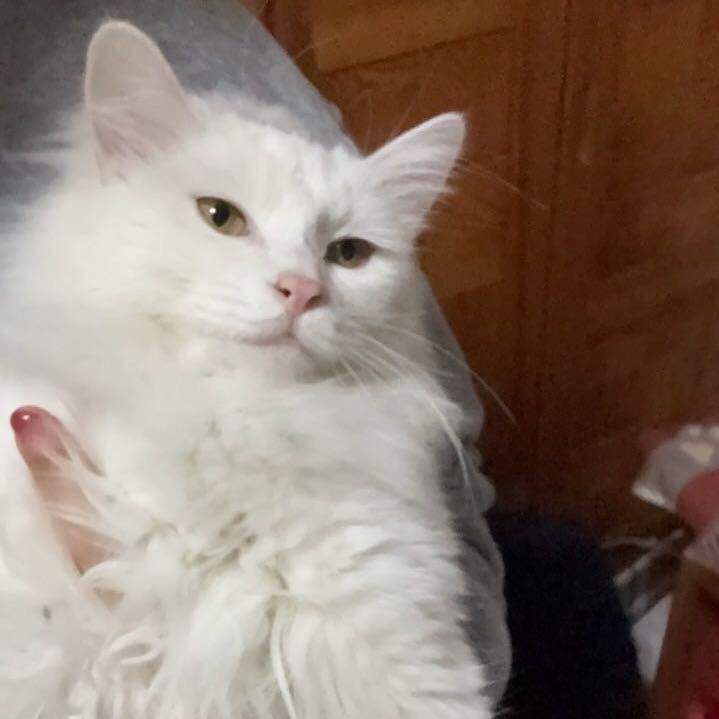 可爱小猪包💛