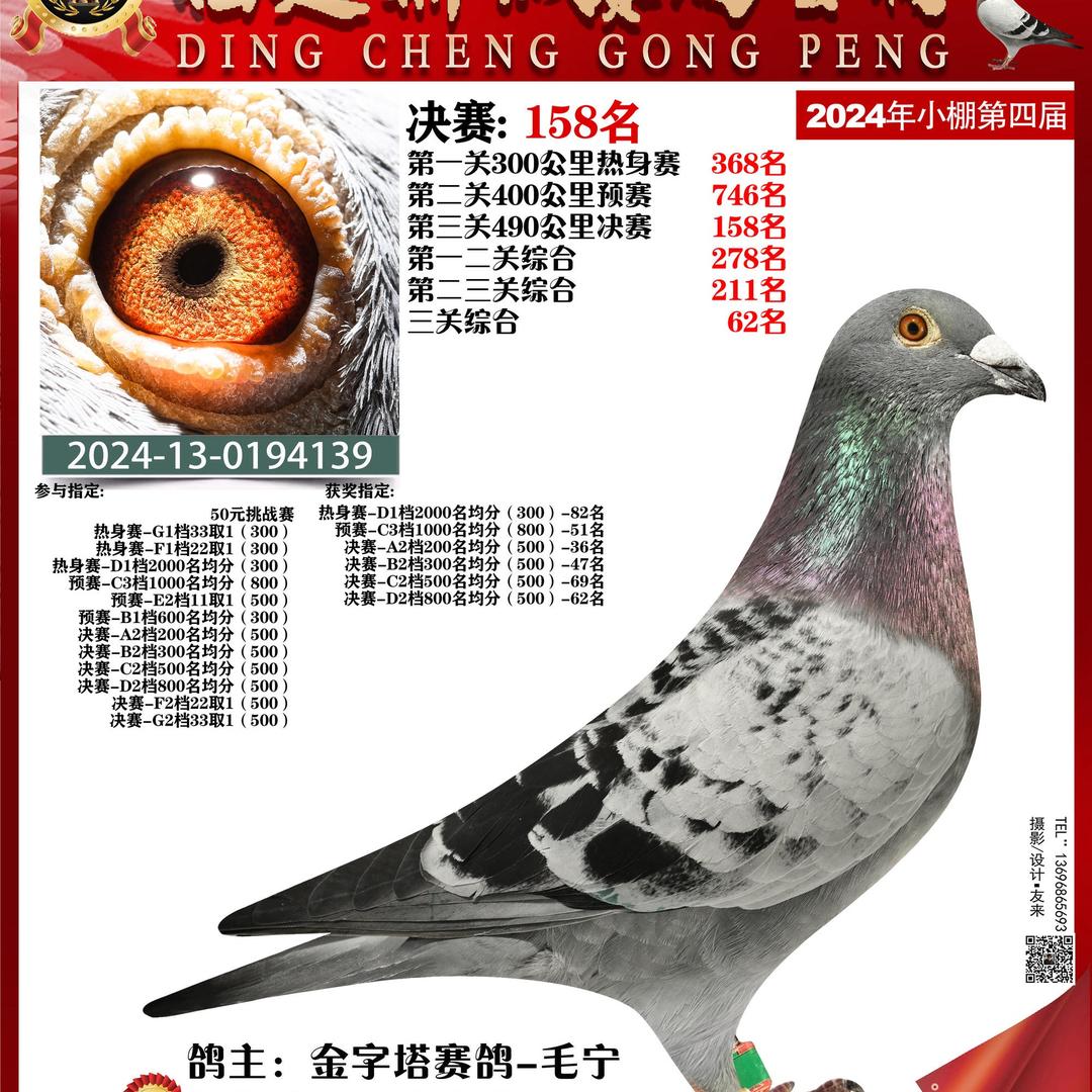顶丰赛鸽
