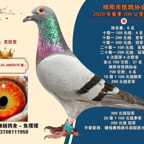 强豪鸽业
