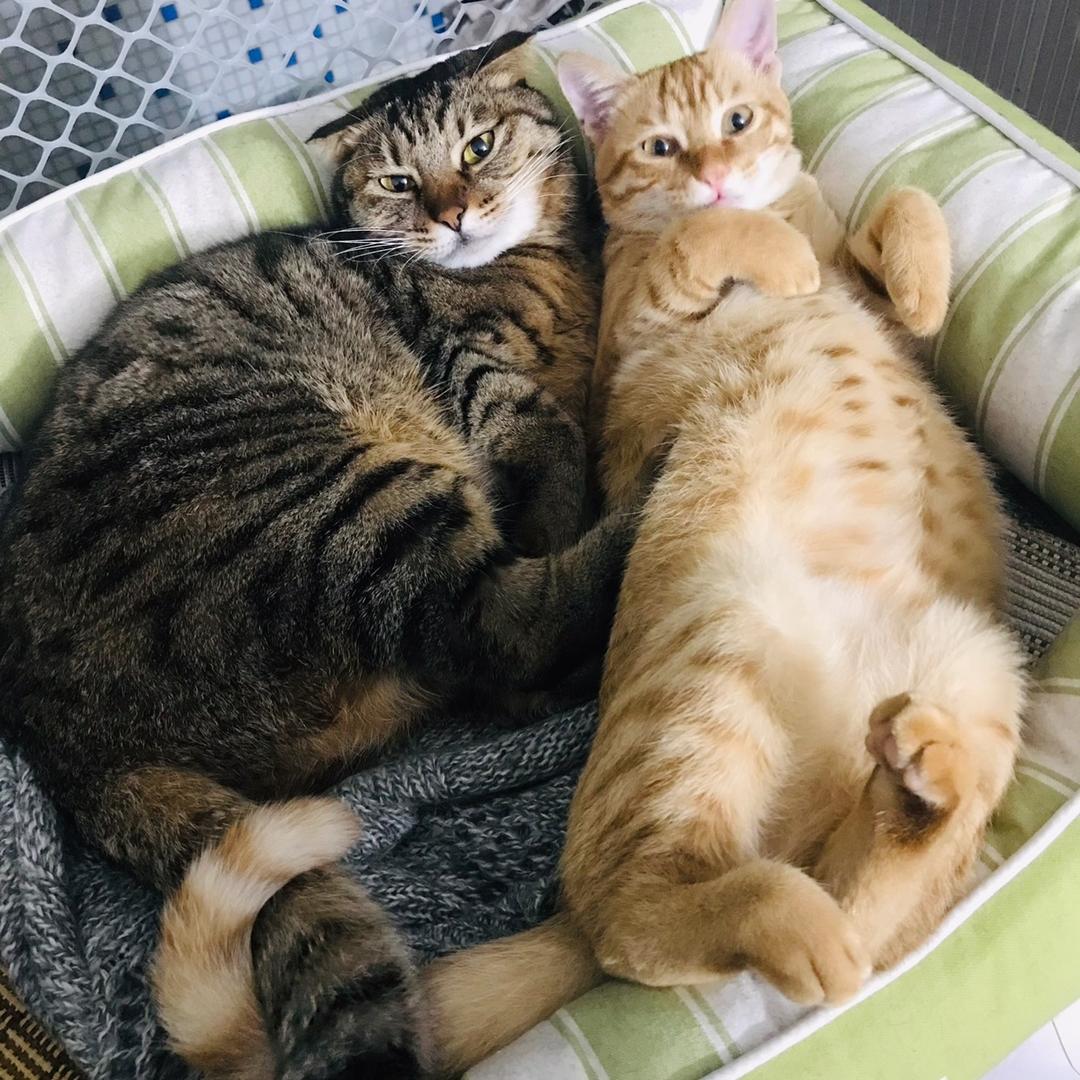 屁屁&小宝
