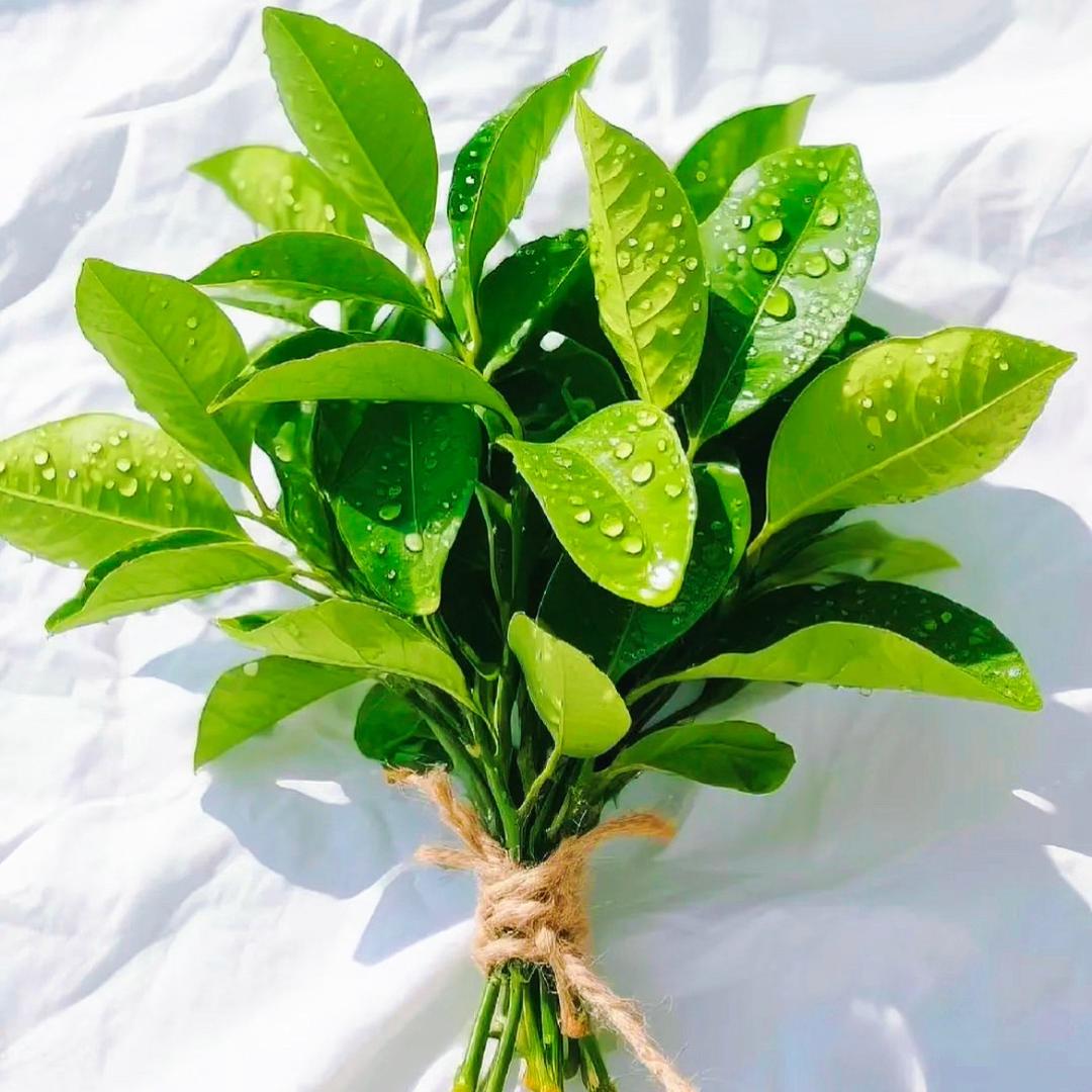 @_姑奶奶꧔ꦿ༊: