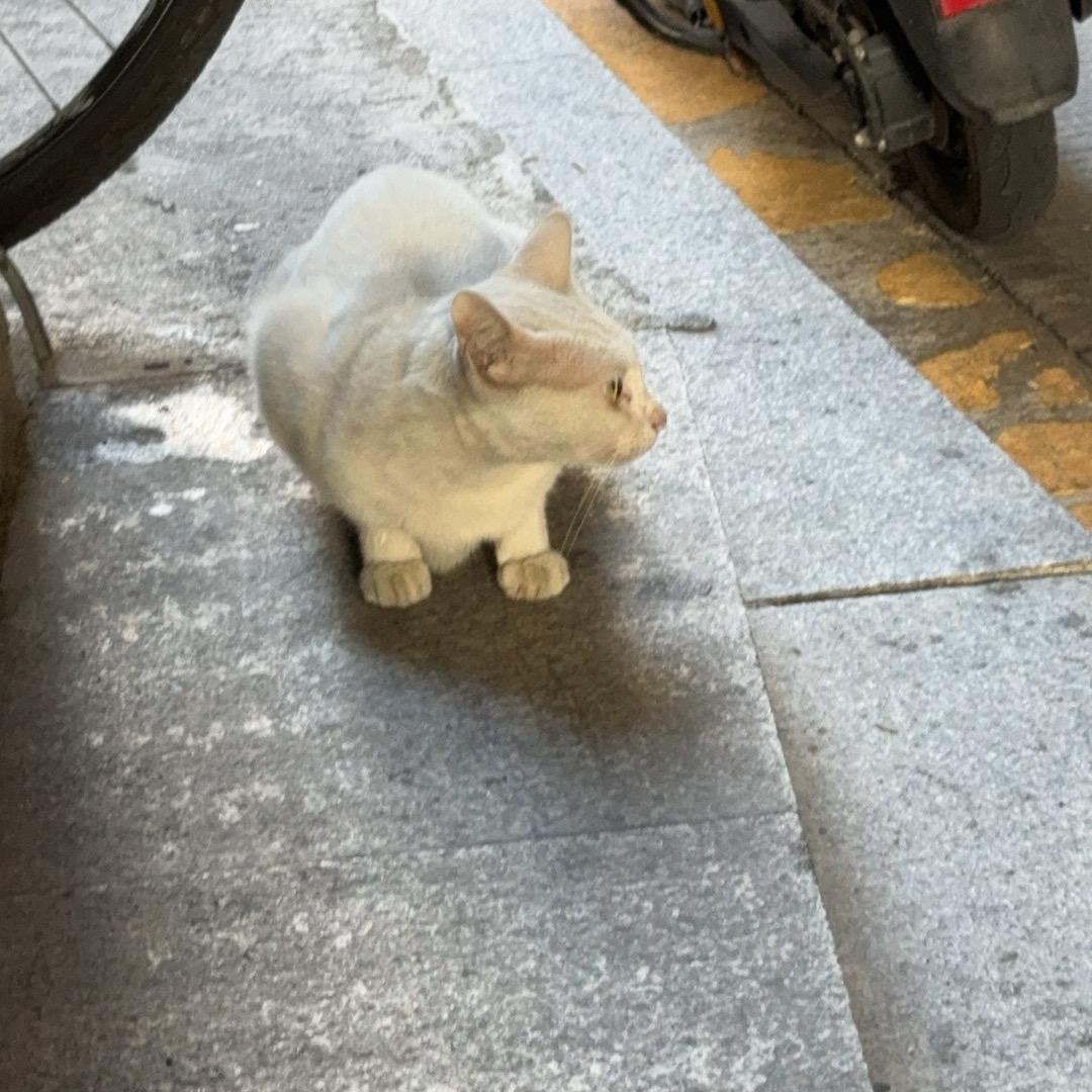 本仙想出去耍