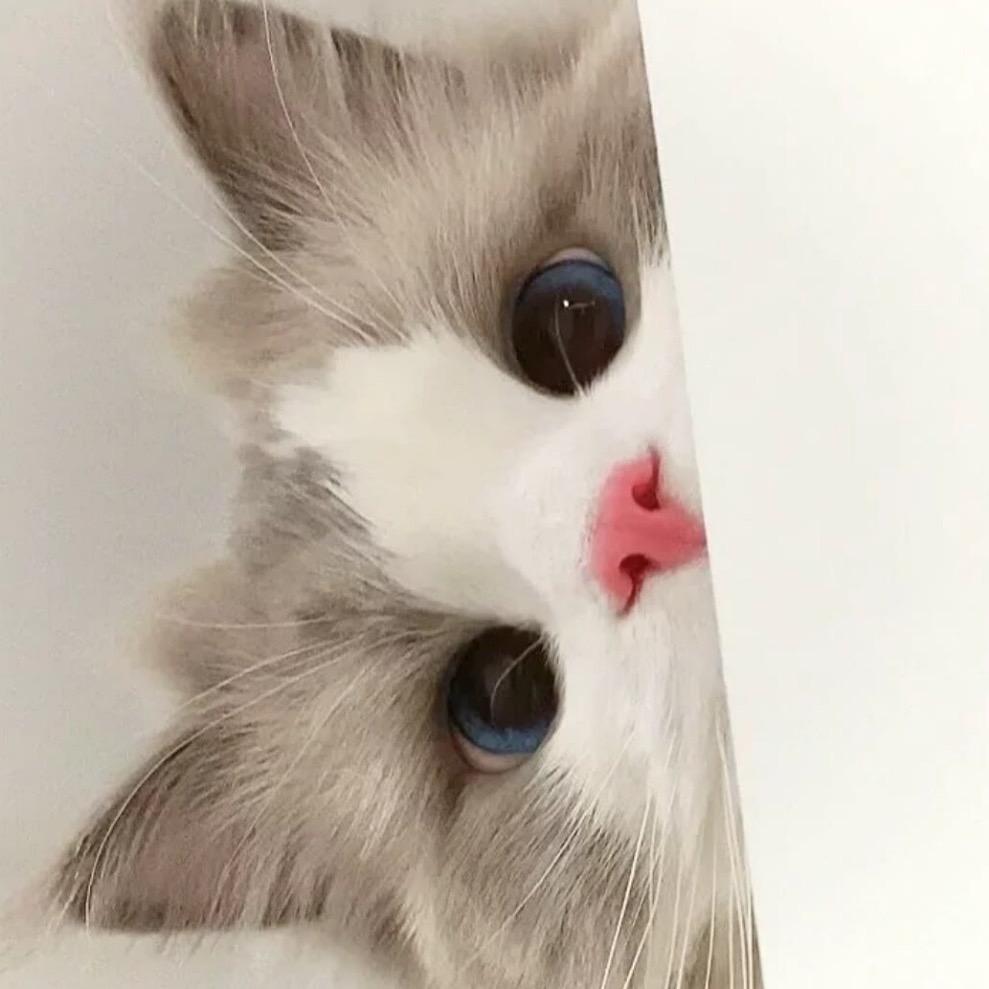奶黄包🌙