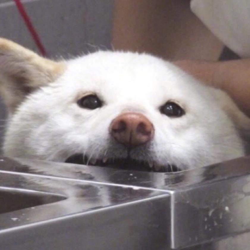 白柴一年糕