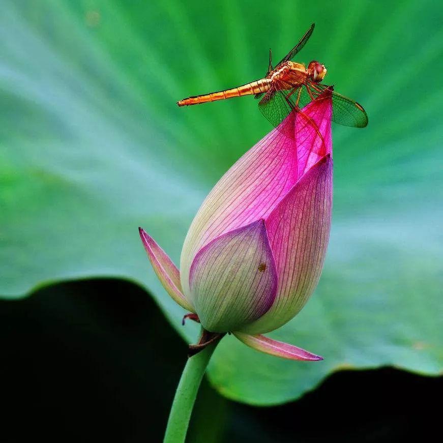 荷