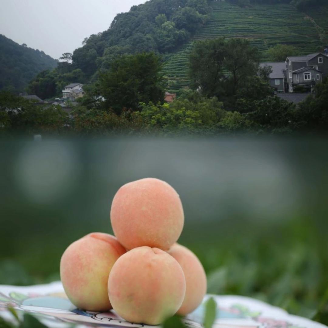 奉化果芗农场
