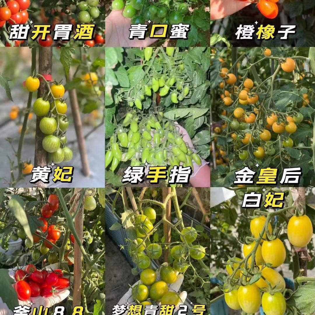 多多菜苗