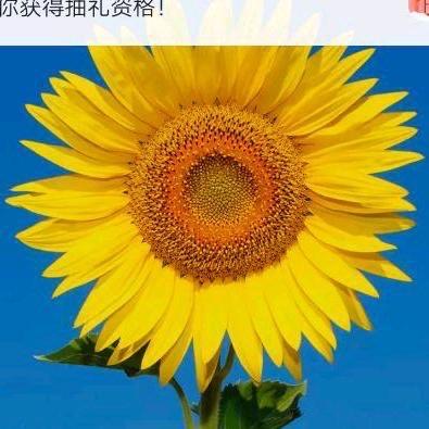 加查巴次小号