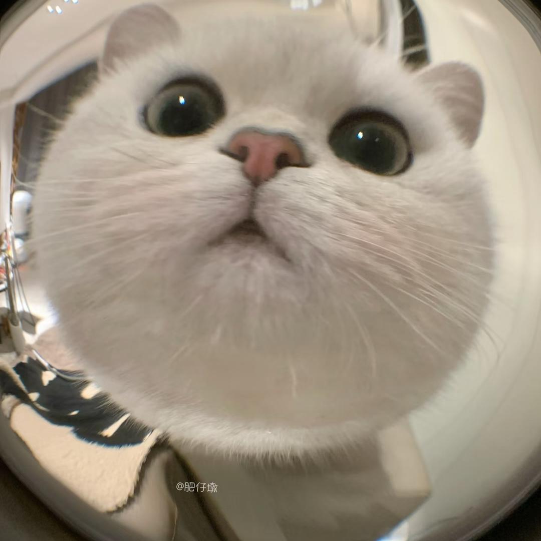 消失的鹦鹉