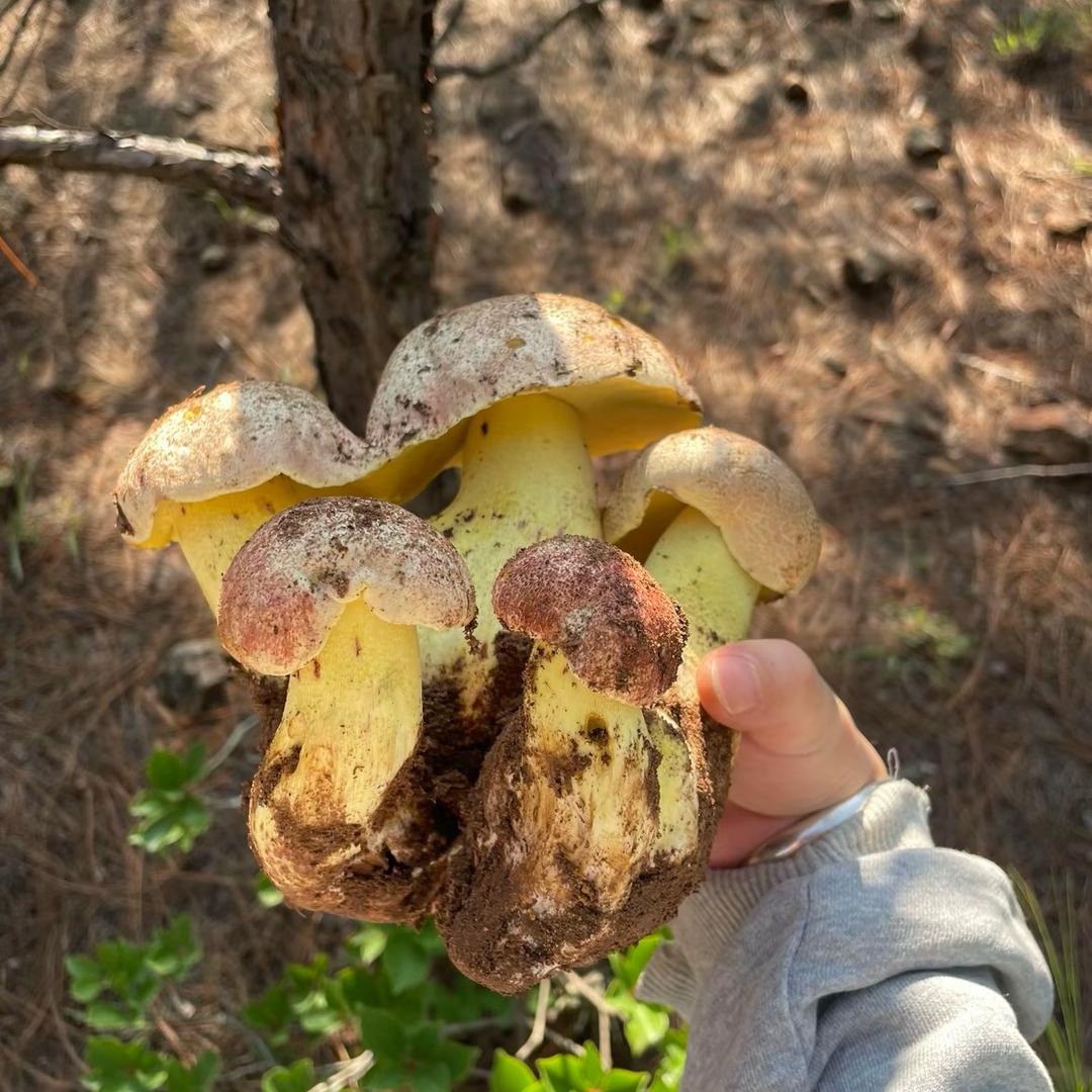 珠圆玉润