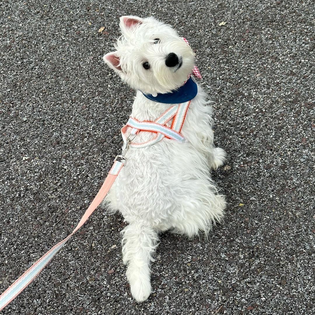 Locke洛克西高地🐶（野生版）