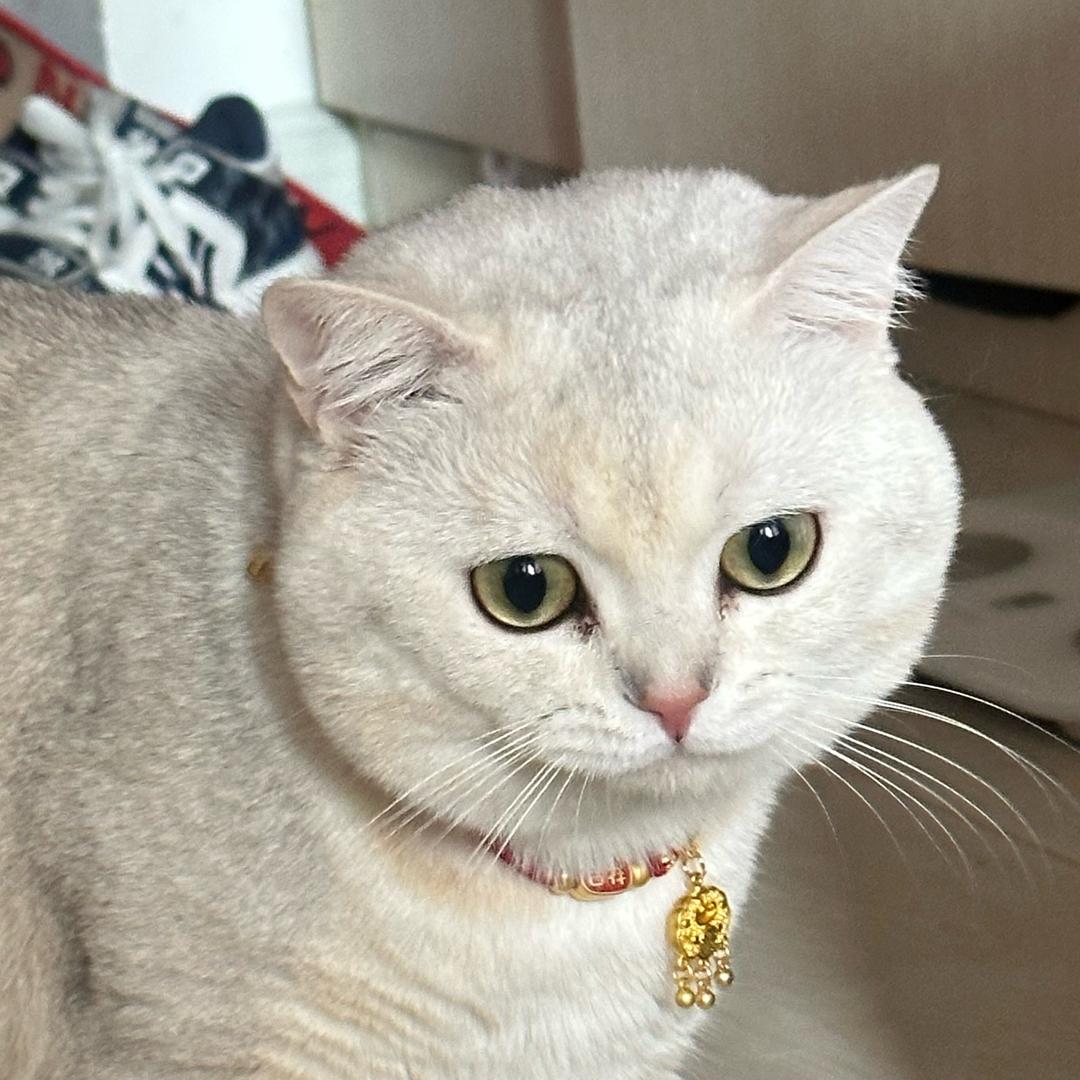纤维雪碧