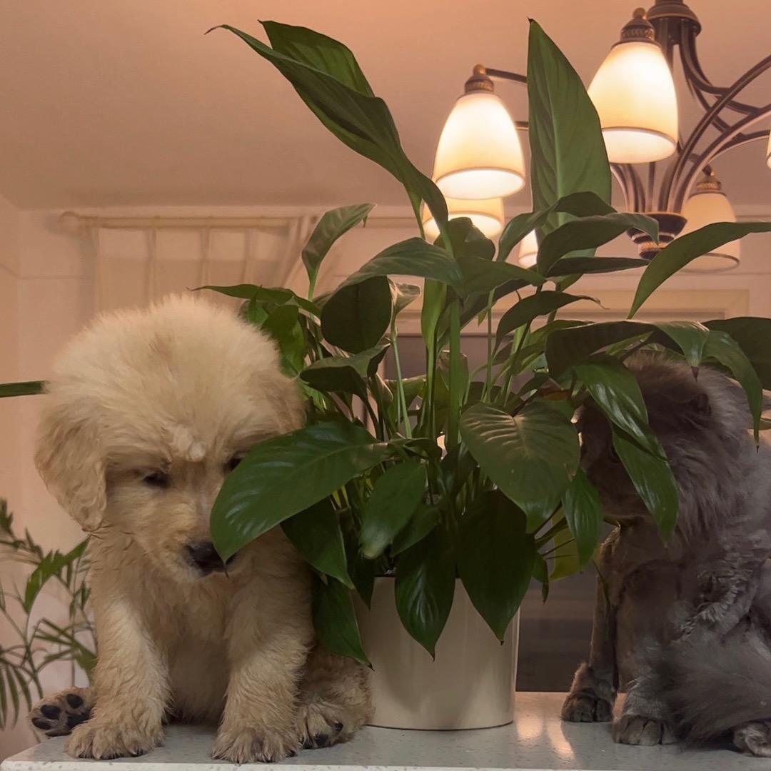 酒精儿的幸福生活