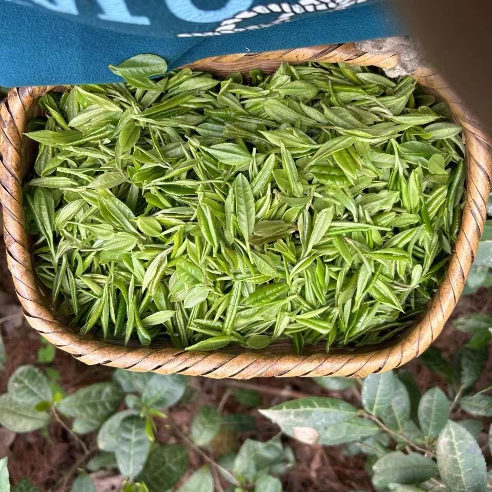 陕南茶叶
