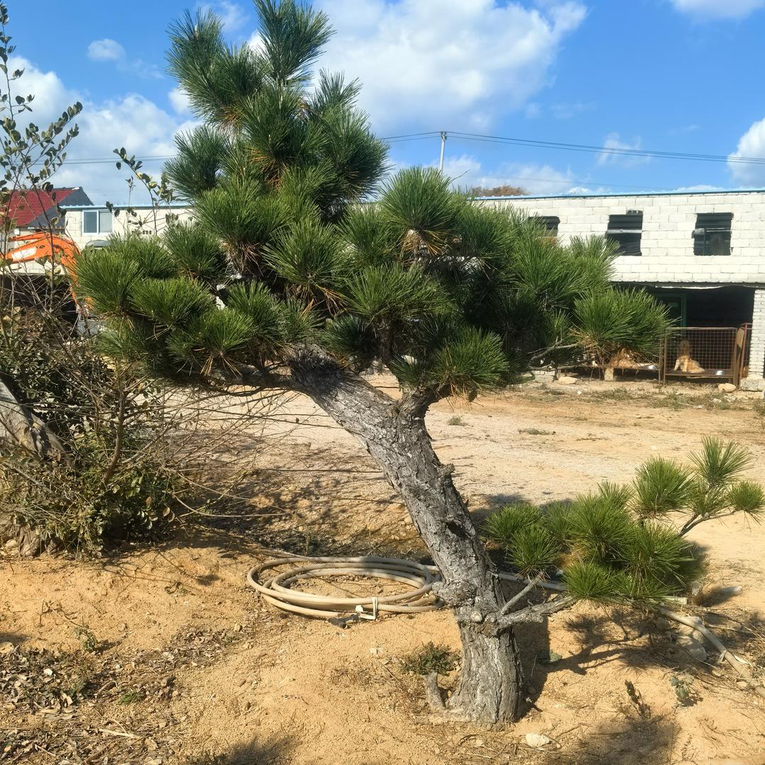鸿涛农场盆景景观松