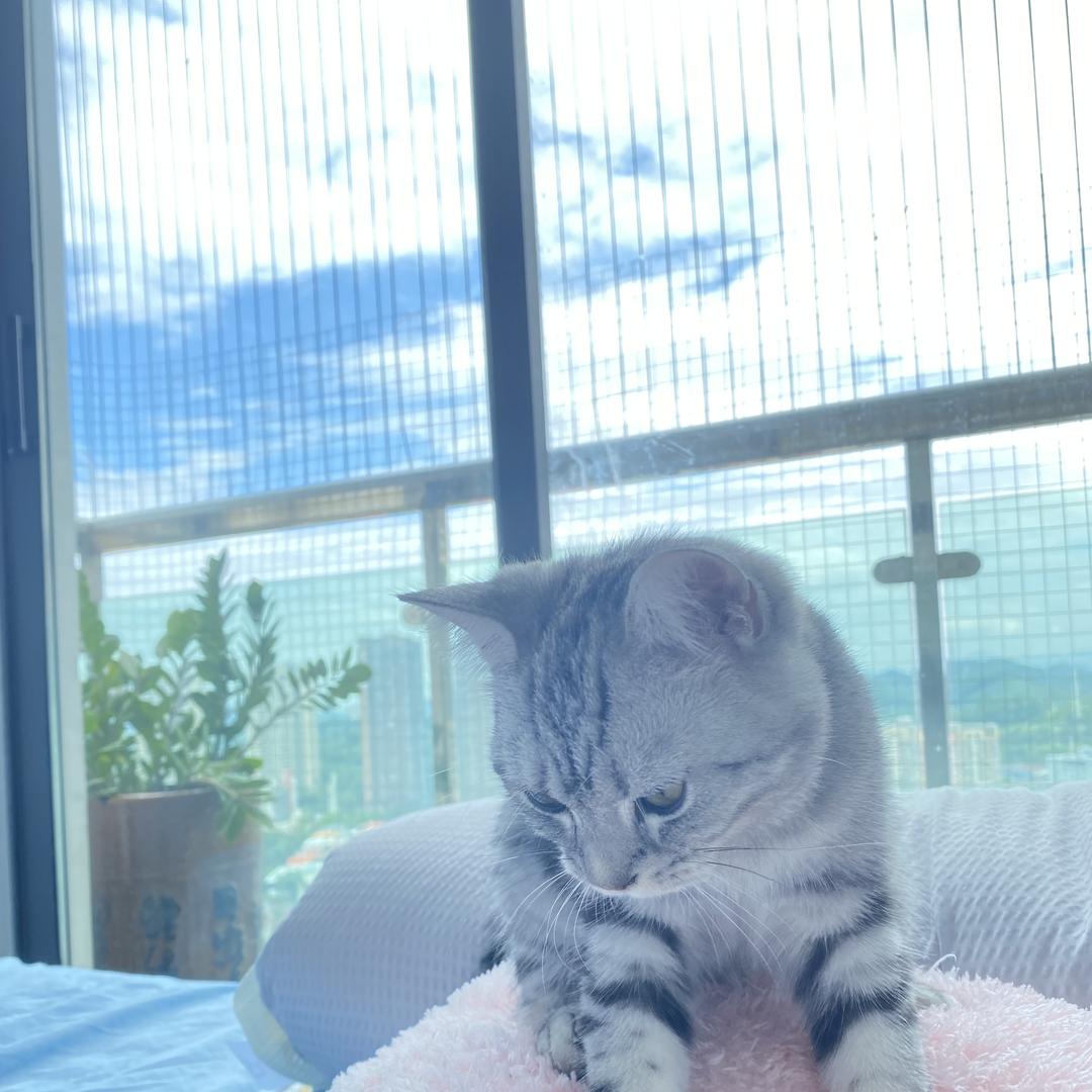 晶晶的零食铺