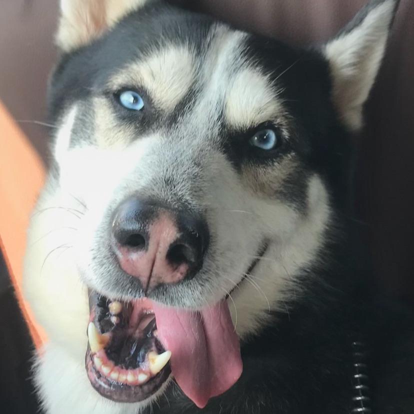 小张小张 从不慌张