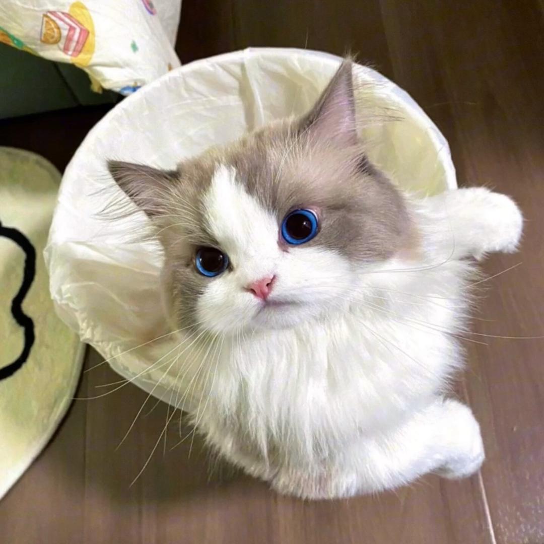 小小白