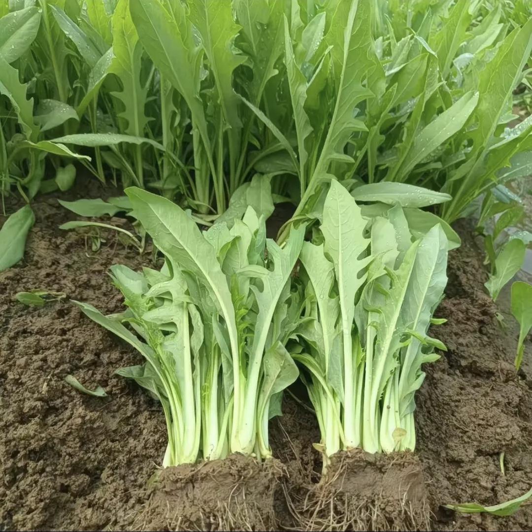 广西博白种苗基地