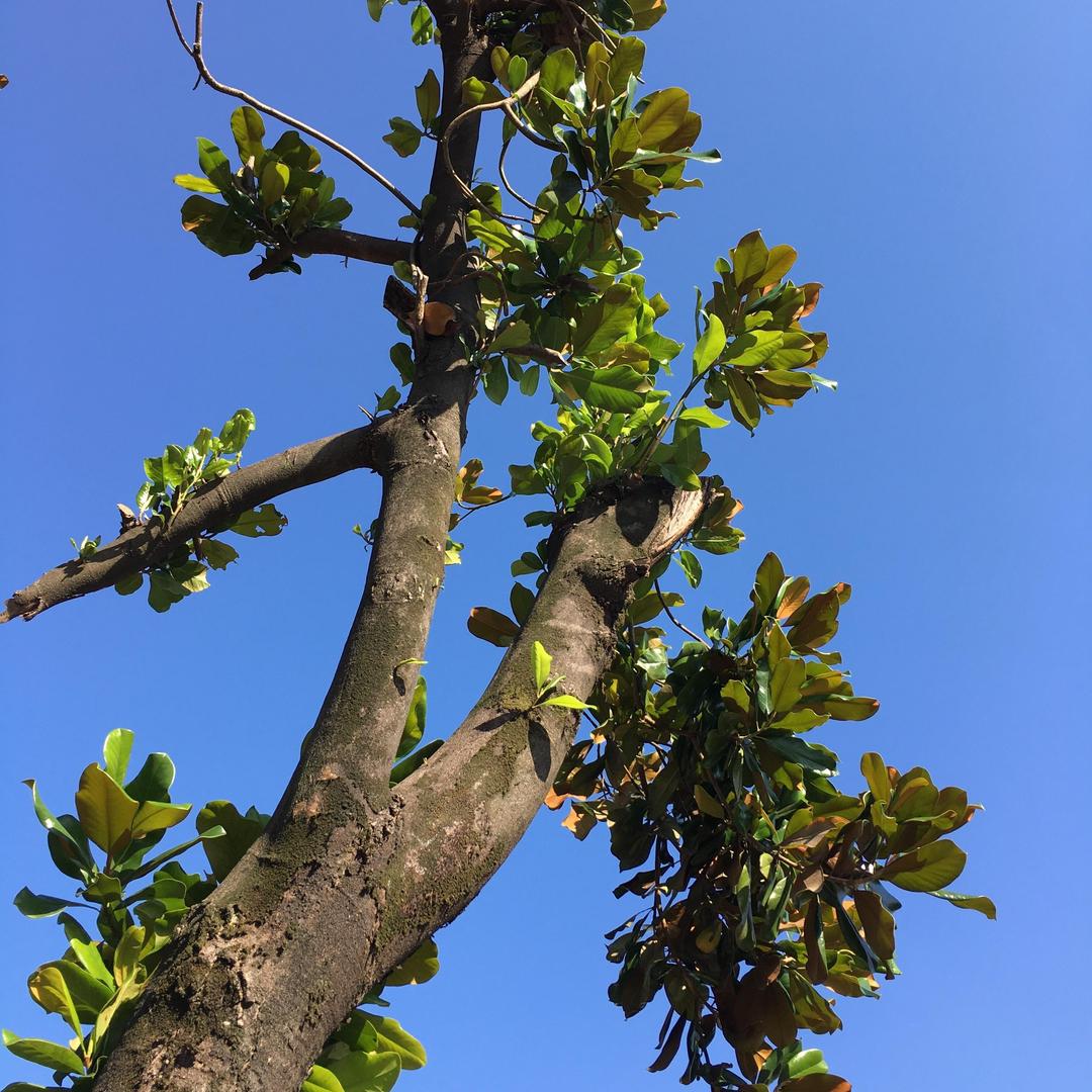 酸巴溜