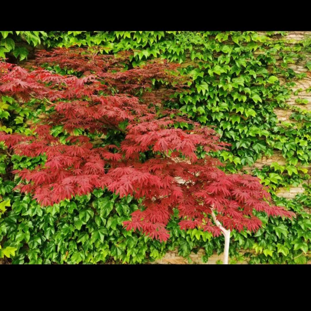 枫红叶花卉