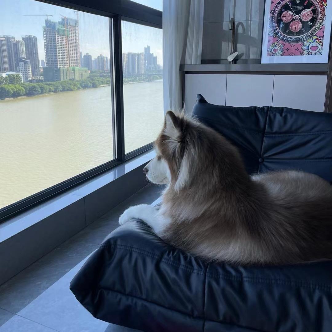 皮卡丘不是很皮但是很卡