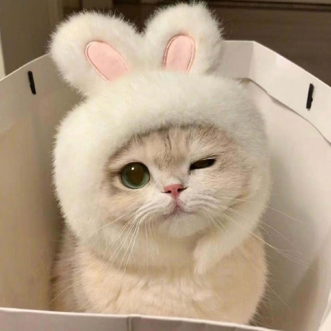 喵老大