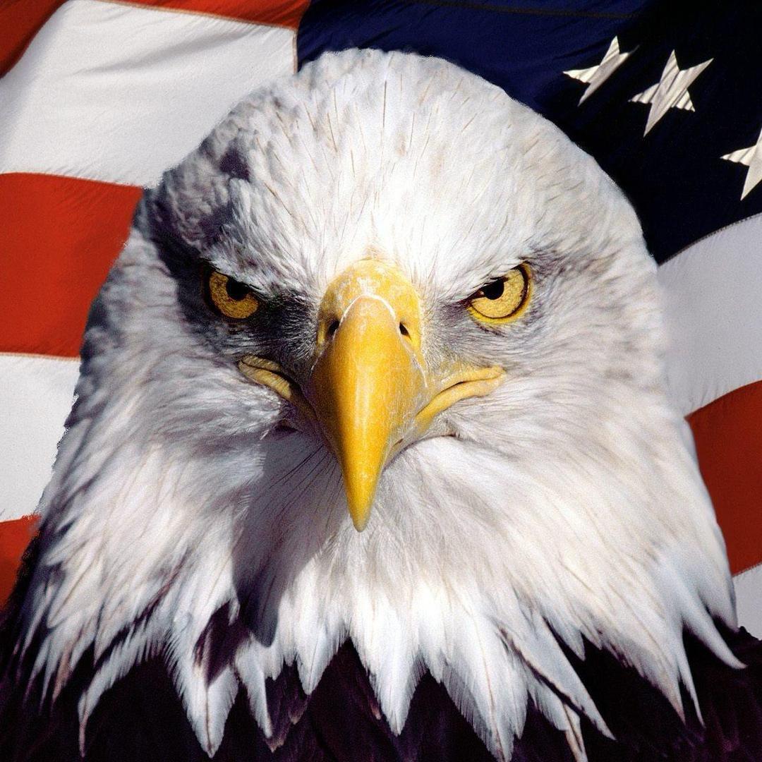 Americanbald eagle🦅