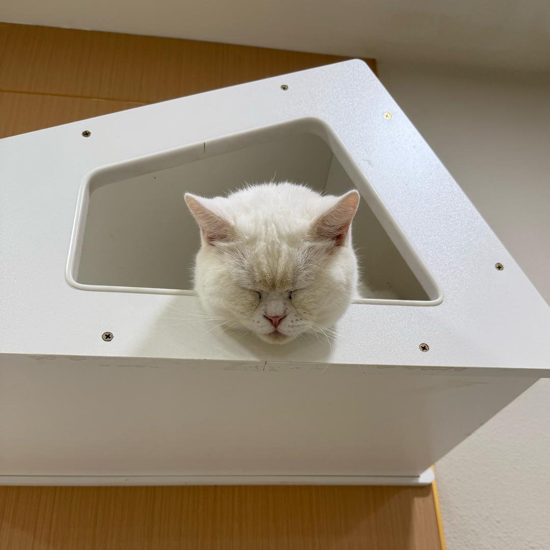 小猫不刷抖音👊