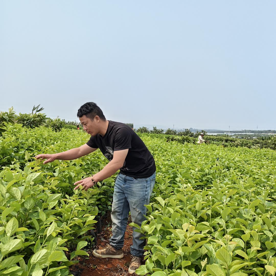 久田园林果树苗木专营店