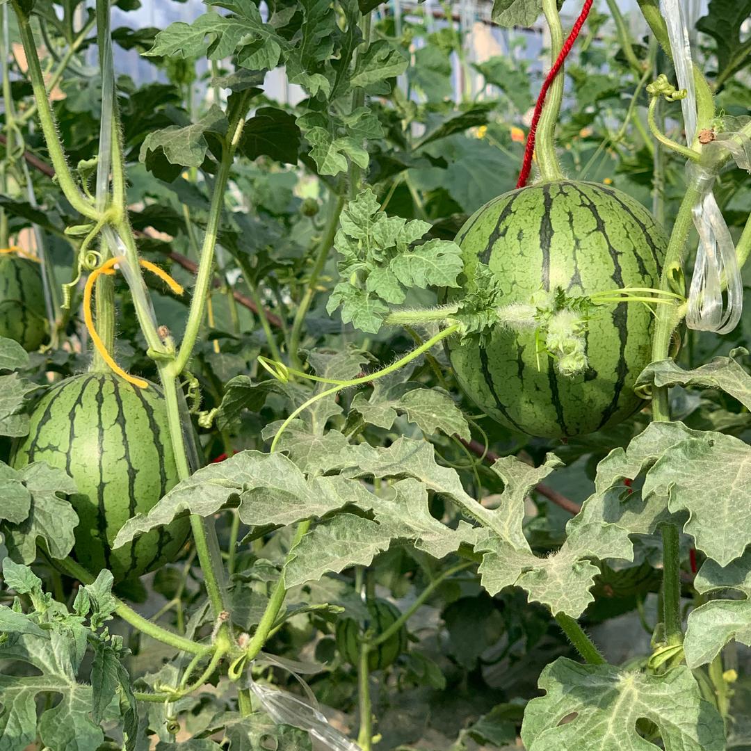 西裴果然采摘园福利号