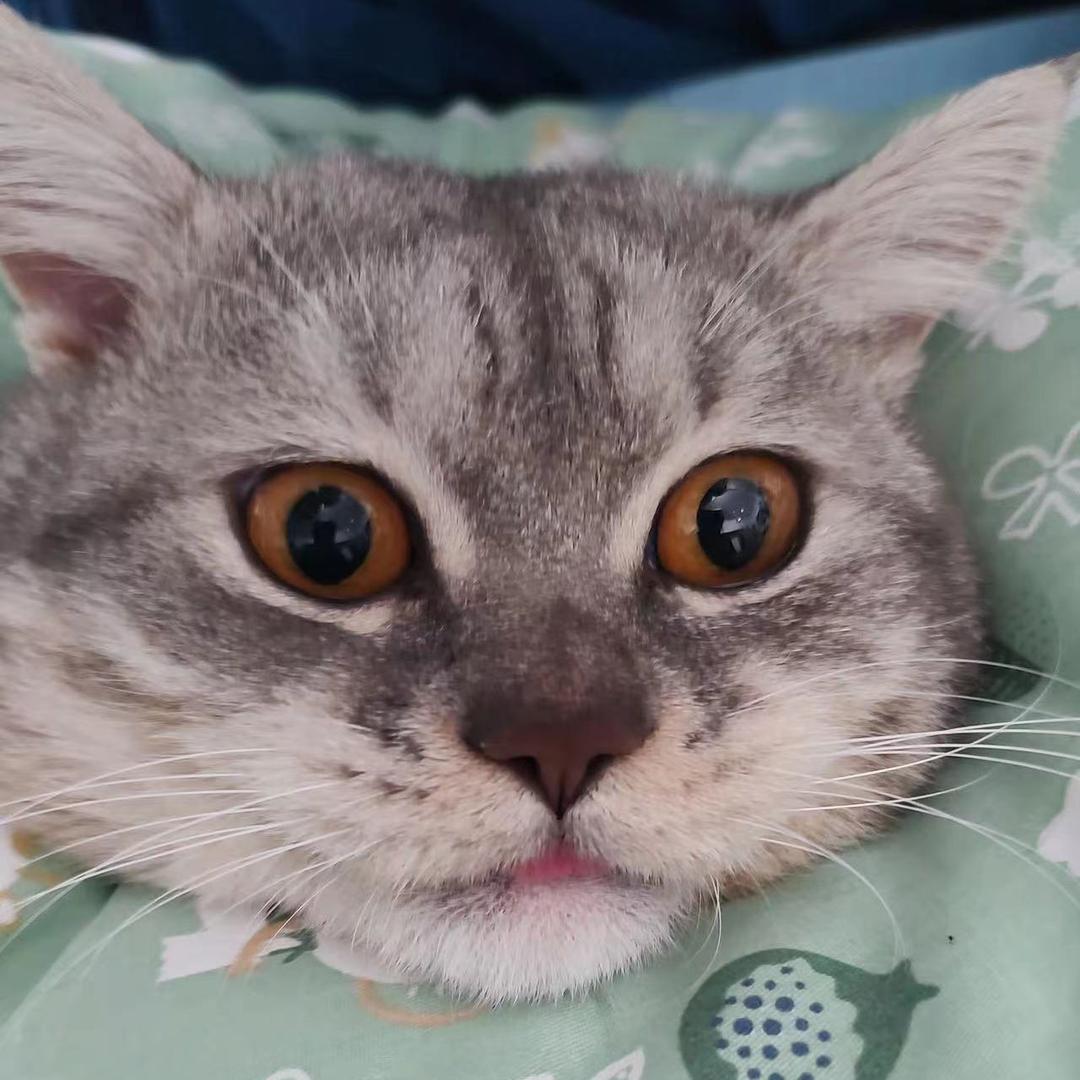 怨种闺蜜和智障猫