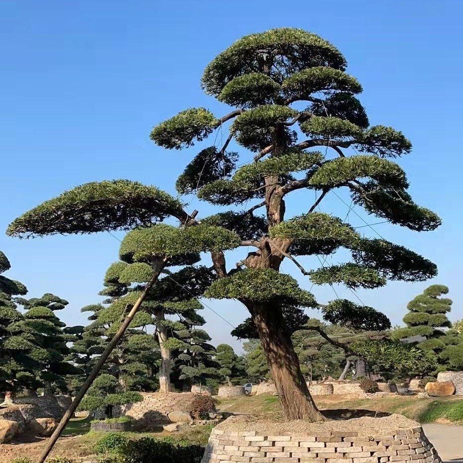 罗汉松基地直销佳智苗圃